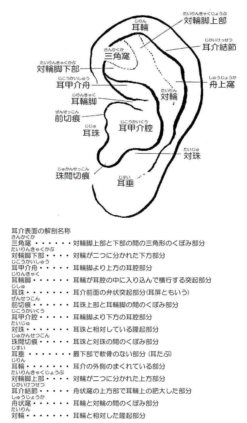 耳介解剖図