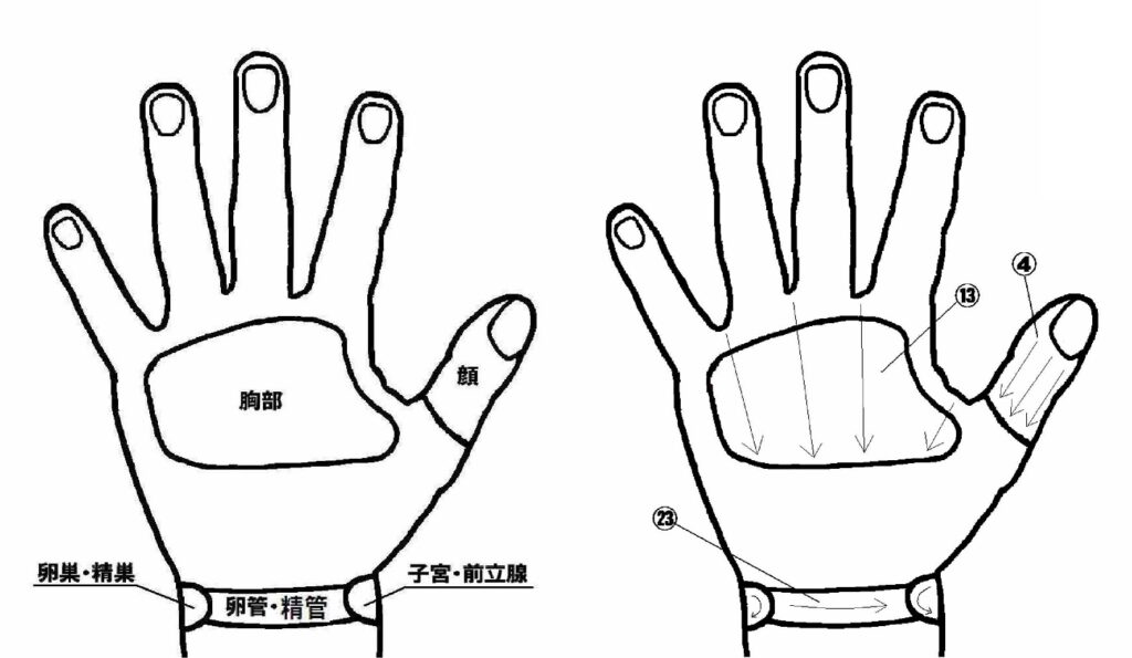 左手-甲